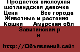 Продается вислоухая шотландская девочка › Цена ­ 8 500 - Все города Животные и растения » Кошки   . Амурская обл.,Завитинский р-н